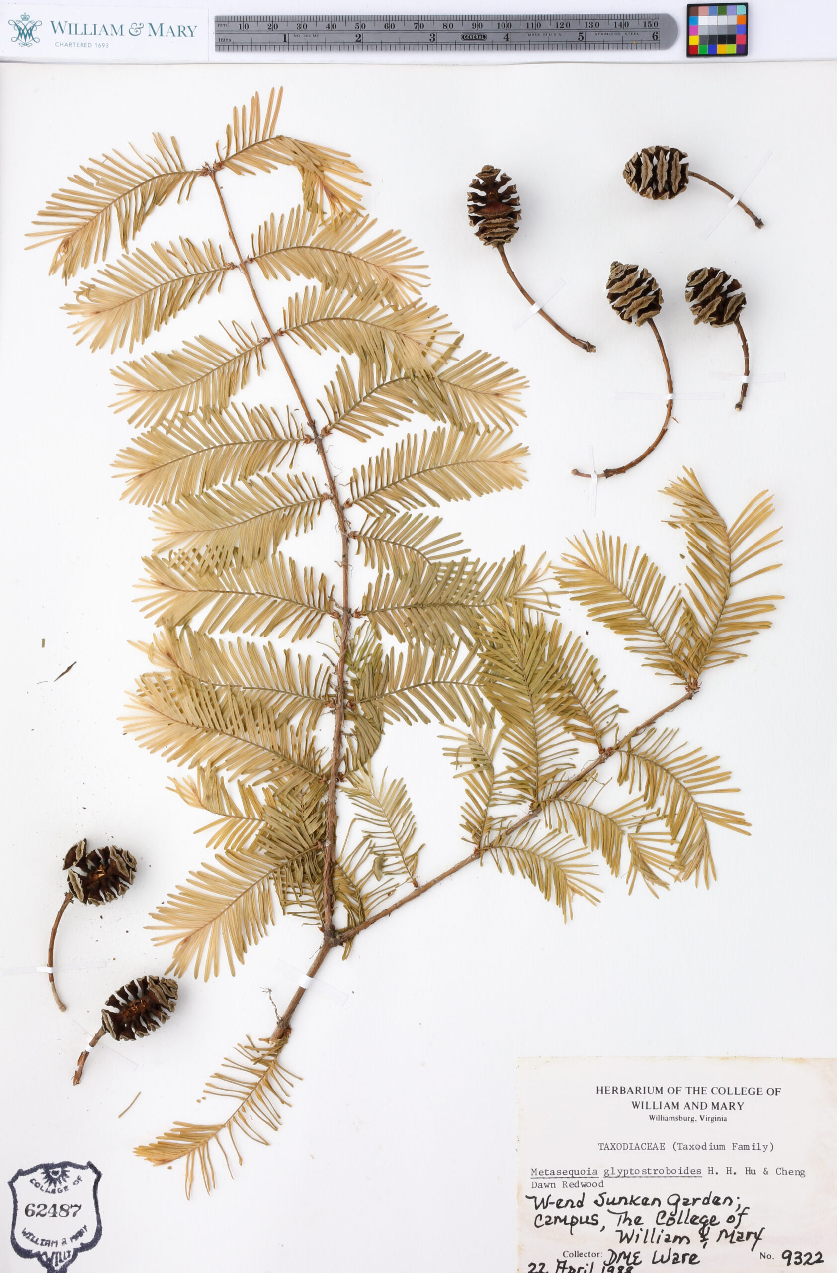 WM-Herbarium-Metasequoia